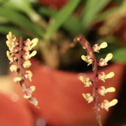 Bulbophyllum falcatum