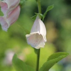 Fingerborgsblomma "Apricot"