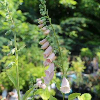 Fingerborgsblomma "Apricot"