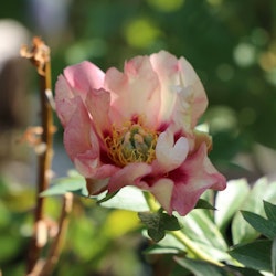 Itoh-pion "Old Rose Dandy"