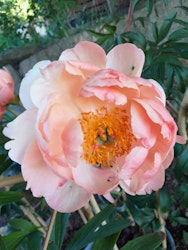 Coral Supreme