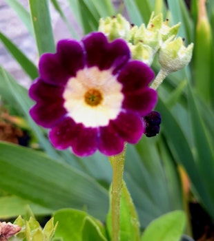 Aurikel, Primula x pubescens