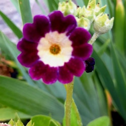 Aurikel, Primula x pubescens