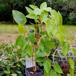 Actinidia "Ken's Red"