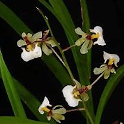 Sigmatostalix radicans