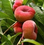 Persika "Fruit Me Peach Me Donut"