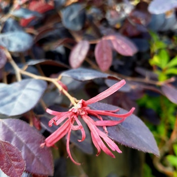 Loropetalum "Black Pearl"