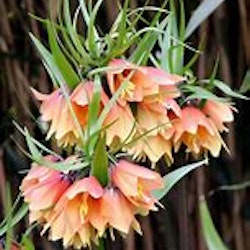 Fritillaria "Early Fantasy"