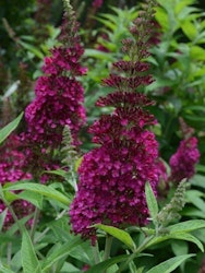 Buddleja davidii "Funky Fuchsia"