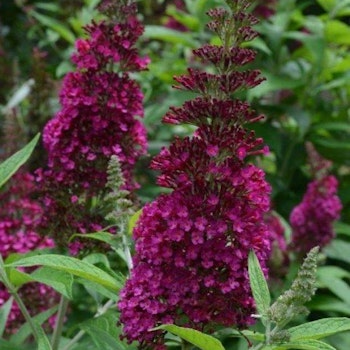 Buddleja davidii "Funky Fuchsia"