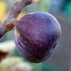 Ficus carica " Rouge de Bordaux"