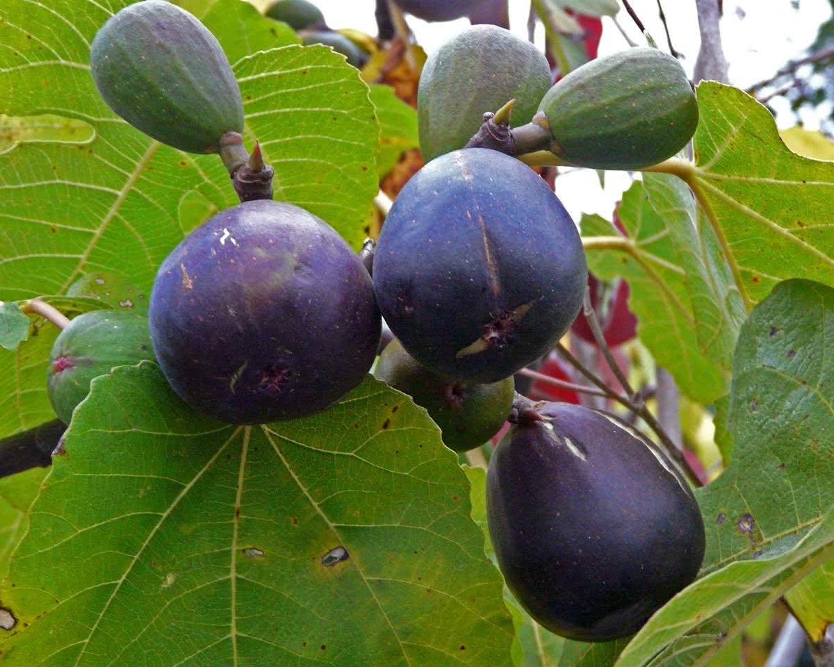 Ficus carica " Rouge de Bordaux"