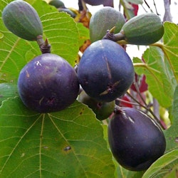 Ficus carica " Rouge de Bordaux"