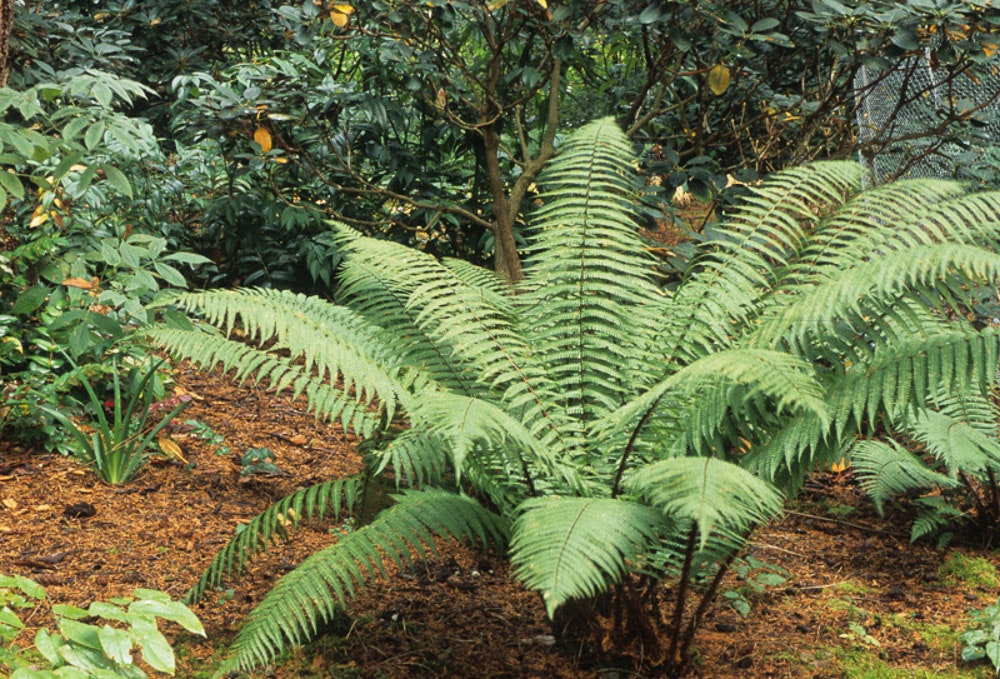 Dryopteris wallichiana