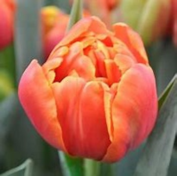 Queensday