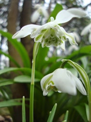 Galanthus "Flore Pleno"