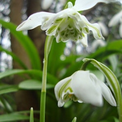 Galanthus "Flore Pleno"