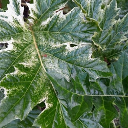 Acanthus Mollis Variegata