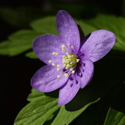 Blåsippa "Anemone hepatica"