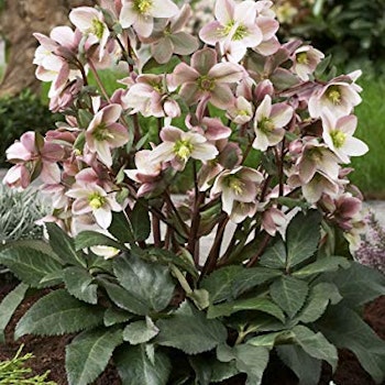 Helleborus "Glenda's Gloss"