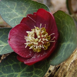 Helleborus "Vibey Velvet"