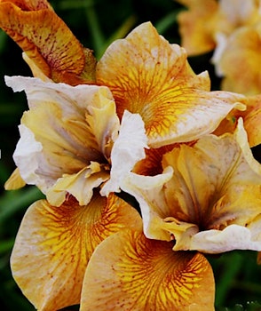 Iris sibirica "Sun Grooves"