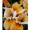 Iris sibirica "Sun Grooves"