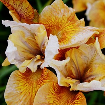 Iris sibirica "Sun Grooves"