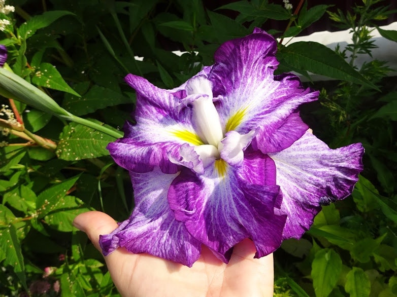 Iris ensata "Harlequinesque"