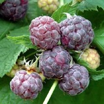 Rubus idaeus "Glen Coe"