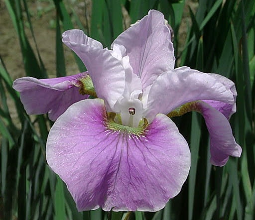 Iris sibirica Kita-No-Seiza