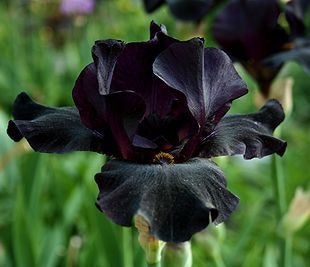 Iris "Black Form"