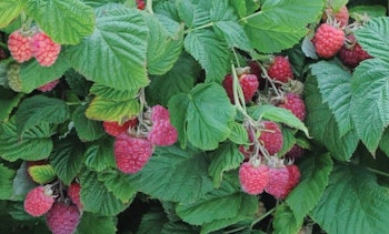 Rubus "Ruby Beauty"