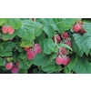 Rubus "Ruby Beauty"
