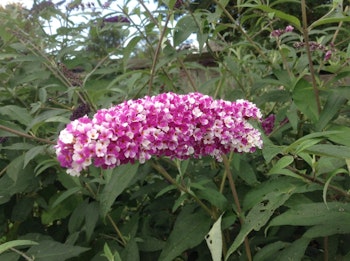 Buddleja "Berries and Cream"