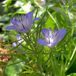 Nigella garidella "Blue Stars"