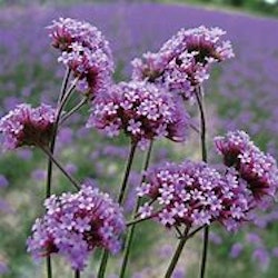 Verbena bonariensis, jätteverbena