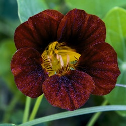 Blomsterkrasse "Black Velvet"