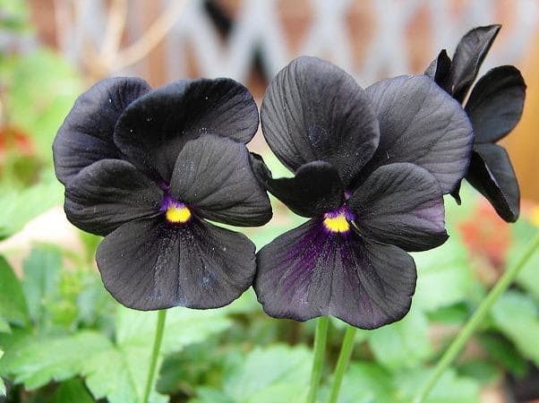 Viola x wittrockiana "Black Crystal"