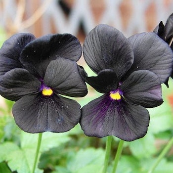 Viola x wittrockiana "Black Crystal"