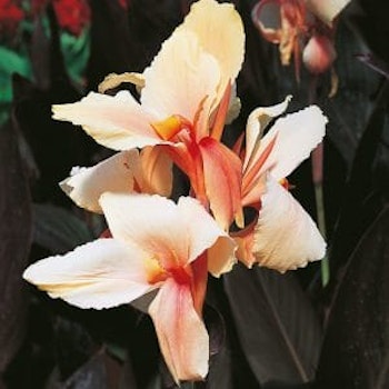 Canna "Madame Angele Martin"