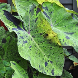 Colocasia "Mojito"