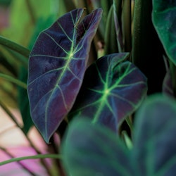 Colocasia "Illustris"