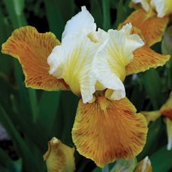 Iris "Honey Glazed"