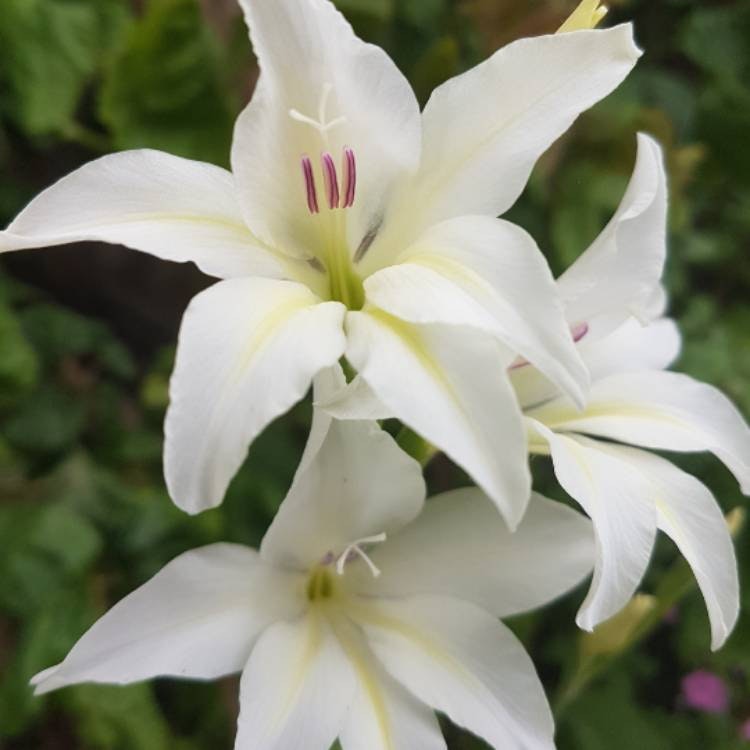 Gladiol colvillei "Albus"