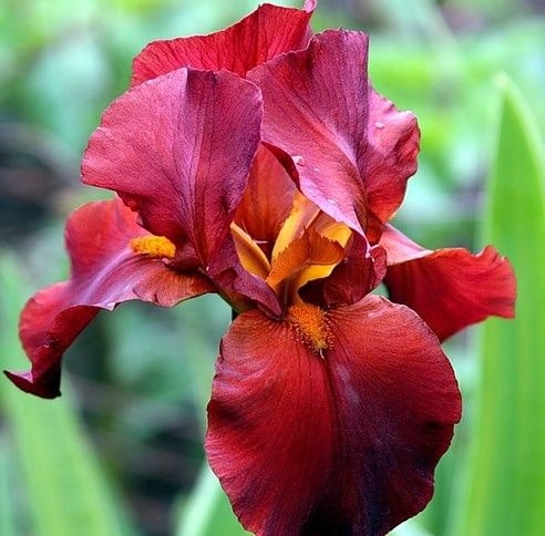 Iris "Sultan's Pallace"