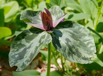 Trillium sessile