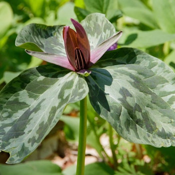 Trillium sessile