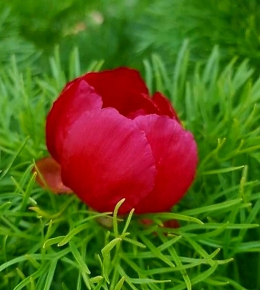 Paeonia Tenuifolia