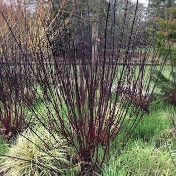 Cornus Alba Kesselringii